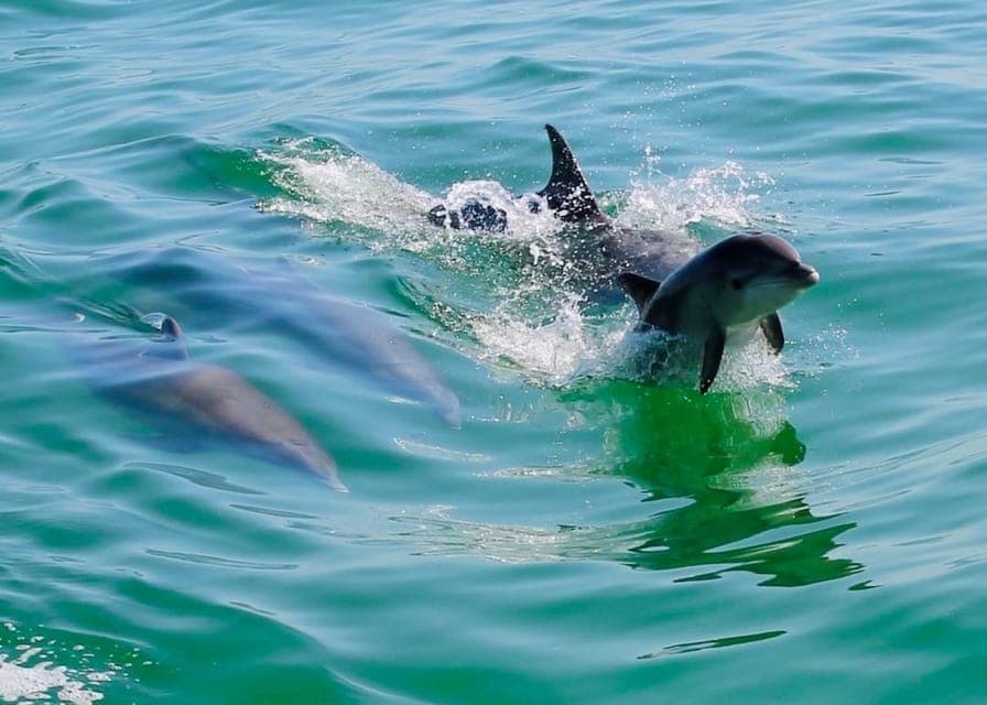 Evening Dolphin Cruise with Refreshments